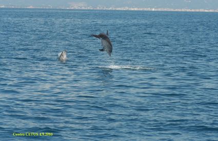 Dolphins in Viareggio