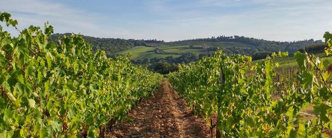 gaiole_vineyards